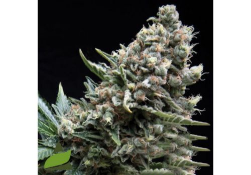 Pyramid Seeds AUTO Nefertiti