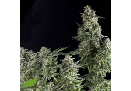 Pyramid Seeds AUTO Northern Lights