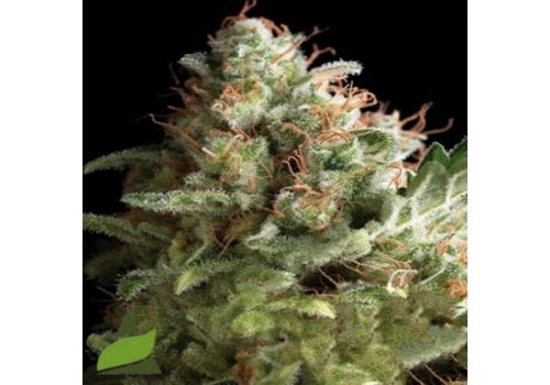 Pyramid Seeds AUTO Pipi