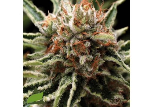 Pyramid Seeds AUTO Shark