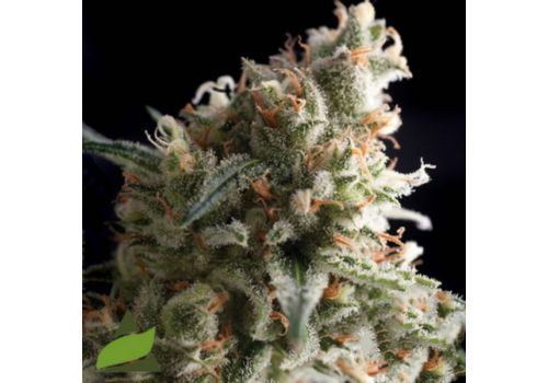 Pyramid Seeds AUTO Super Hash