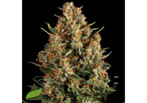 Pyramid Seeds AUTO Wembley