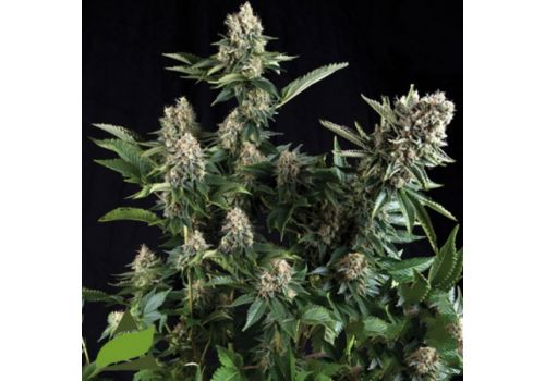 Pyramid Seeds AUTO White Widow