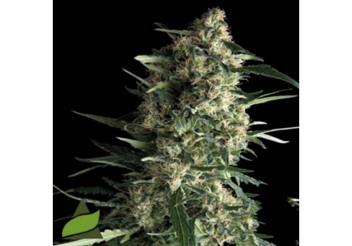 Pyramid Seeds Galaxy
