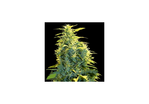 Pyramid Seeds Lennon