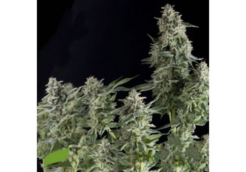 Pyramid Seeds Northern Lights