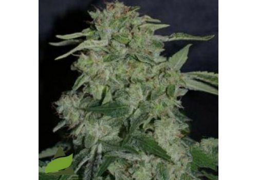 Pyramid Seeds Osiris