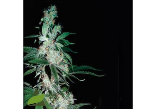 Pyramid Seeds Pipi