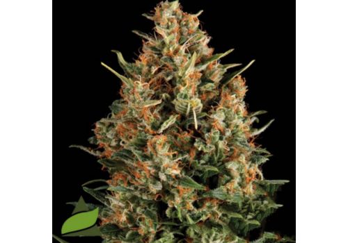 Pyramid Seeds Wembley