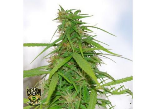 Reeferman Seeds Apple Pie