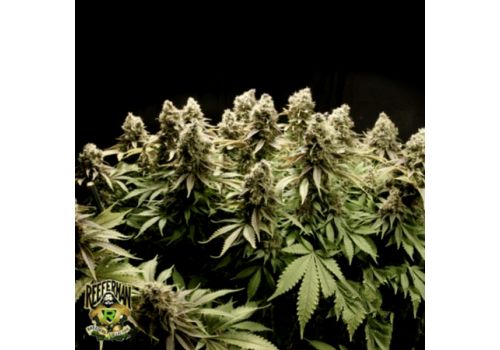 Reeferman Seeds Kodiak Gold