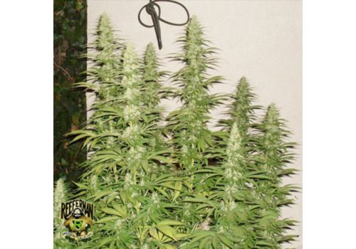 Reeferman Seeds G13 x Hash Plant 2