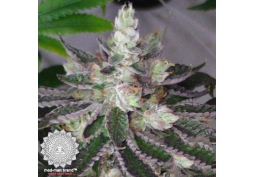 Med-Man Brand Rock Star Kush