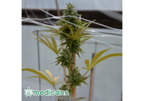 Medicann Seeds San Fernando Valley OG