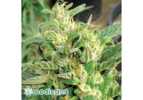 Medicann Seeds Scrog