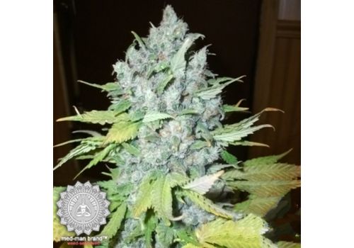 Med-Man Brand Silver Skunk