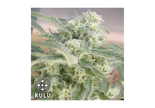 kulu Seeds Skunk Red Hair