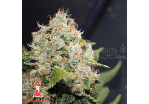 Medical Seeds Sour Diesel