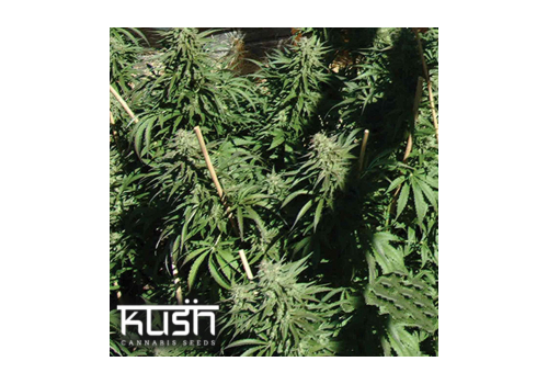 Kush Cannabis Seeds Sour Kush