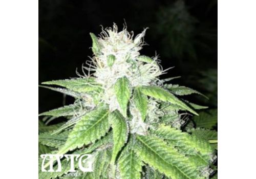 MTG Seeds Stoney Creek O.G.