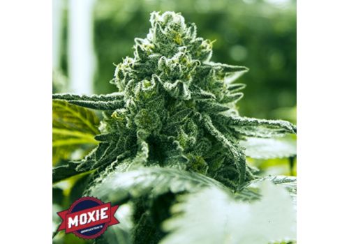 Moxie Seeds Super Goji Haze