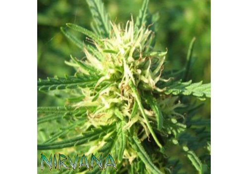 Nirvana Seeds Super Skunk