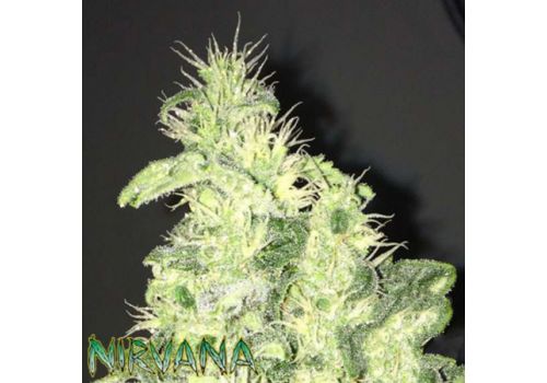 Nirvana Seeds Supreme CBD Kush