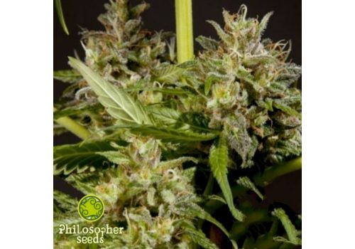 Philosopher Seeds SweetLove