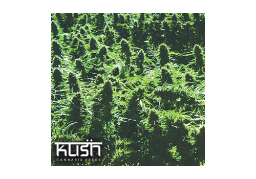Kush Cannabis Seeds Sweet Kush