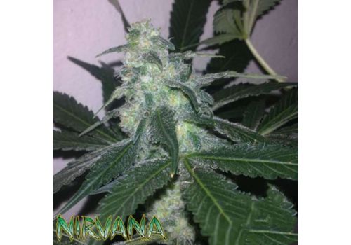 Nirvana Seeds AUTO Swiss Cheese