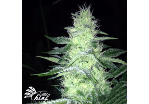 Little Chief Collabs Tangie Ghost Train