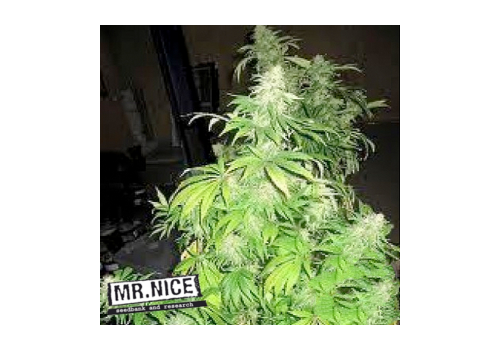 Mr Nice Seeds The Stones