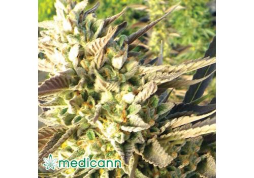 Medicann Seeds Trainwreck