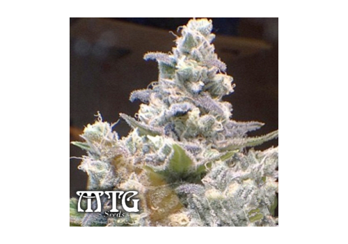 MTG Seeds Tru Blue