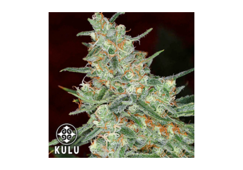 Kulu Seeds Turbo Diesel