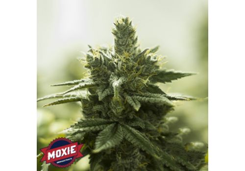 Moxie Seeds Turquoise Jeep