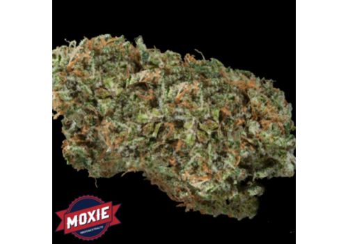 Moxie Seeds VCDC