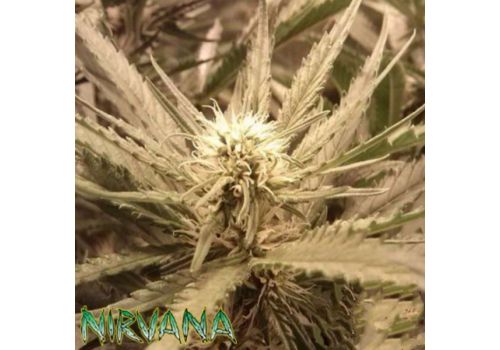 Nirvana Seeds Venus Flytrap