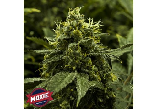 Moxie Seeds Viper Goji