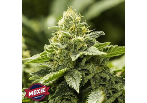 Moxie Seeds Viper Haze