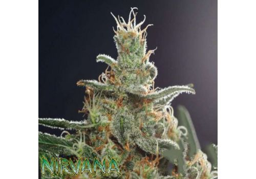 Nirvana Seeds White Castle