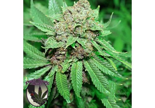 Purple Caper Seeds White Grapes