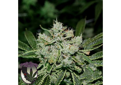 Purple Caper Seeds White OG