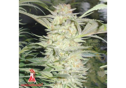 Medical Seeds White Widow