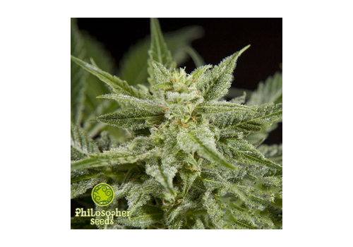 Philosopher Seeds White Yoda AUTO