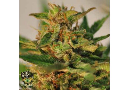 Reeferman Seeds Willie Nelson