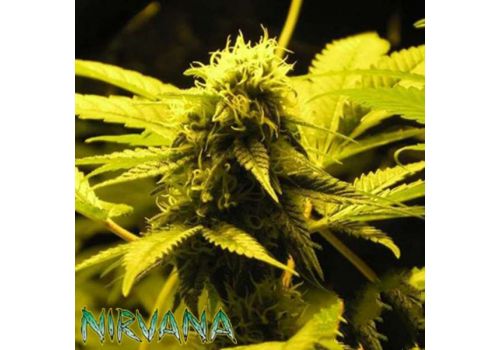 Nirvana Seeds Wonder Woman