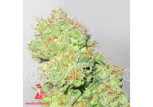 Medical Seeds Y Griega CBD