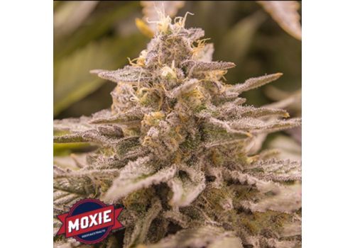 Moxie Seeds ZOD