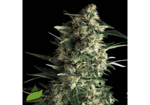 Pyramid Seeds AUTO Galaxy